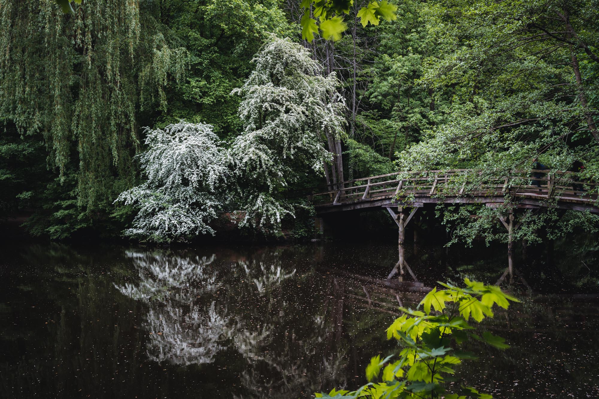 a wooden bridge in the city forest.