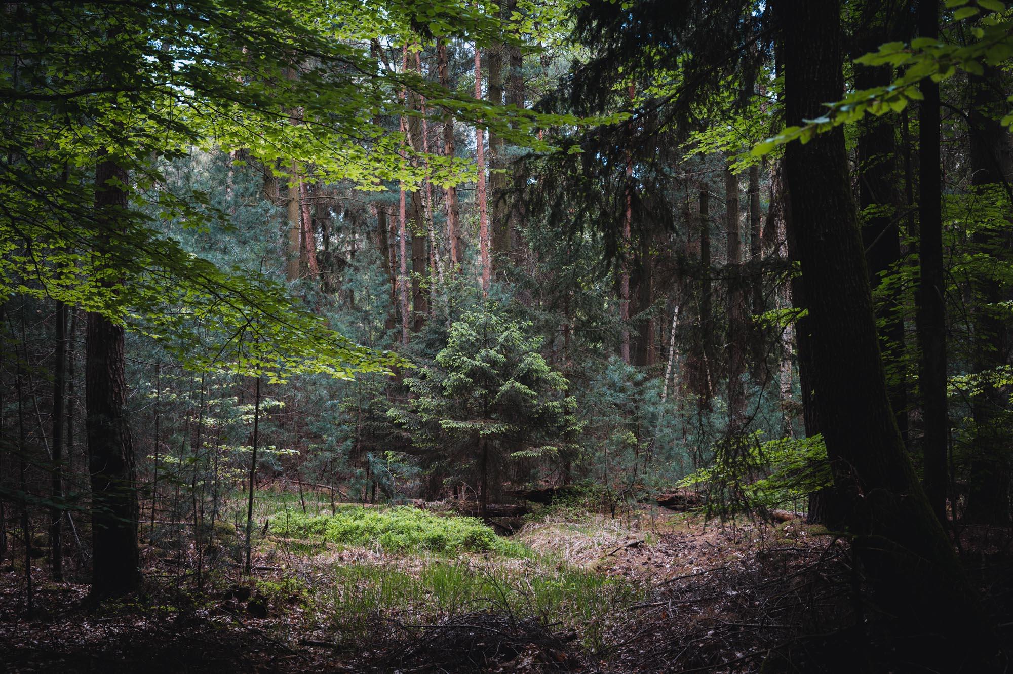 A Forest Photoshoot: Frankfurt’s Stadtwald