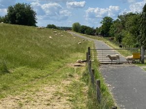 weserradweg route with sheep