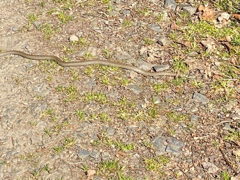 a snake crossing the hiking path