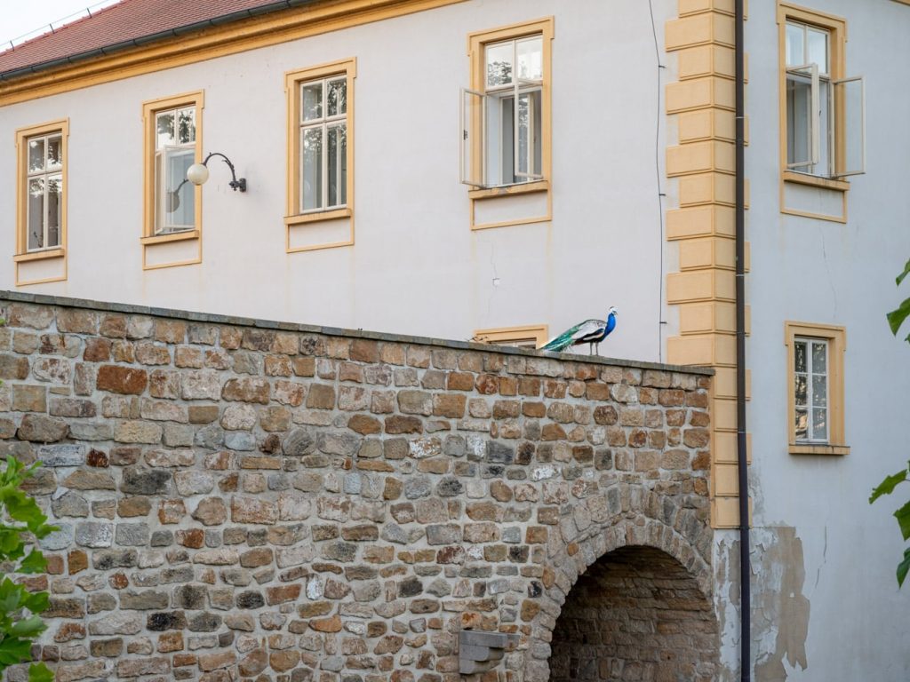 Decin-14 a peacock standing on a the wall of a bridge