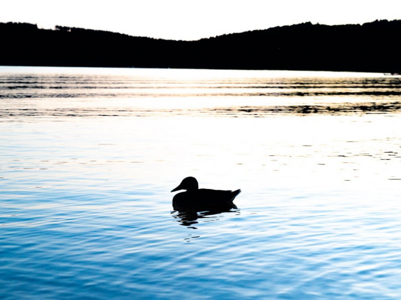 Lipno Lake ducks-1 silhouette of duck at Lipno Lake